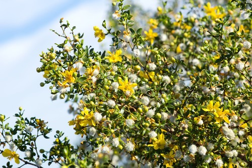 Samen chaparral larrea - samen,