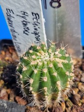 C18-Kaktus Echinopsis-Hybride Edwardian Lady