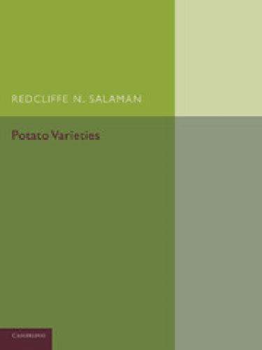 Potato varieties salaman - potato,