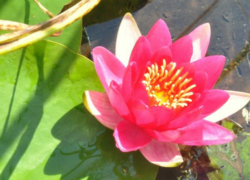 Zwergseerose kleinbleibende - zwergseerose,