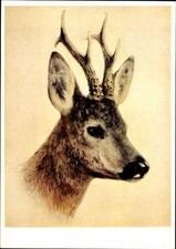 10 alte Ak Rotwild, diverse