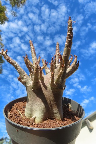 Adenium obesum wüstenrose - adenium,