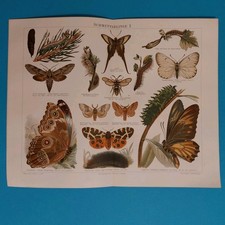 2 xOrig.(1895) Chromolithographie Schmetterlinge ,Neoptolemus u.a.