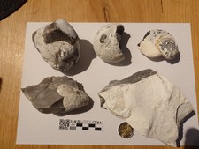 5 Seeigel Rügen Kreidezeit