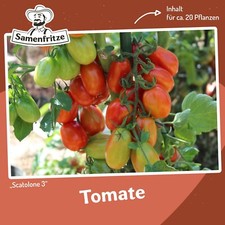 Tomatensamen Scatolone 3 für ca. 20 Pflanzen - ertragreiche, italienische Sorte