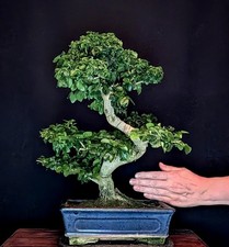 BONSAI CHINESISCHER LIGUSTER