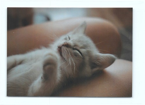 Postkarte katze - postkarte,