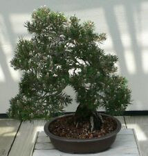 SAMEN Bonsai Schwarzkiefer Terrasse Zimmerschmuck hat nicht jeder Sämereien