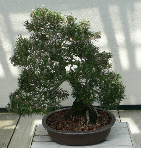 Samen bonsai schwarzkiefer - samen,
