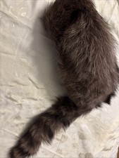 Waschbär Pelz Wintermütze Trapper Mütze Echtfell Kappe Fellmütze Jagt Hut Gewand