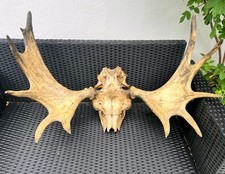 Elchgeweih aus Finnland