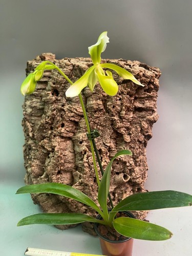 Paphiopedilum haynaldianum