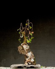 Bonsai outdoor winterhart