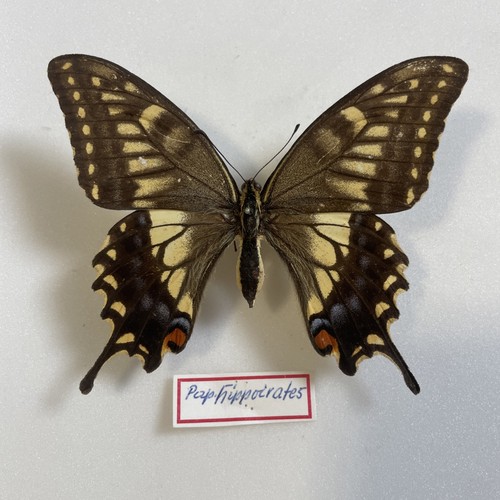 Entomologie*Papilio
