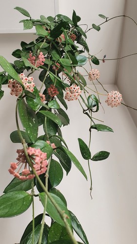 Hoya carnosa ableger - hoya,