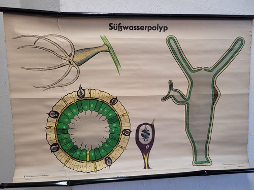 Schulwandkarte ddr - schulwandkarte,