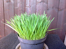 Hafer Samen Sprossen Hafertee Bio Katzengras Hunde unbehandelt selber anbauen