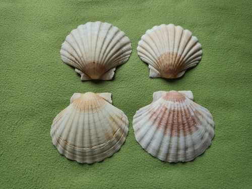 Stk jakobsmuscheln ascher - jakobsmuscheln,