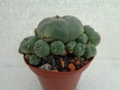Ariocarpus spec über 8cm we - ariocarpus,