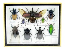 Einzelstück - echte