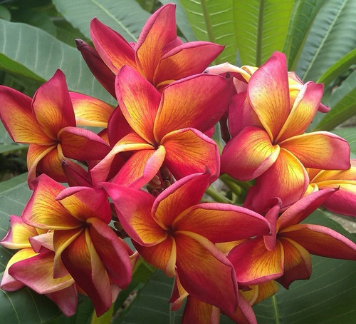 Frangipani plumeria jean - frangipani,