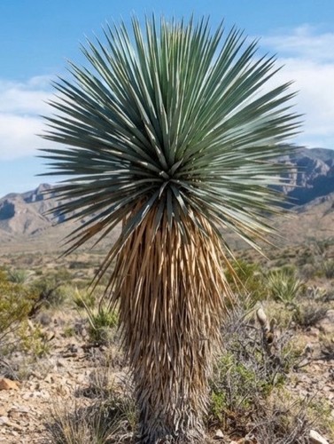 Rarität blaue yucca - raritÄt:, rostrata