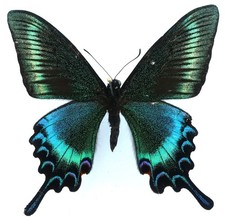 PAPILIO MAACKII JEZOENSIS MALE (SPRING FORM) FROM HOKKAIDO, JAPAN