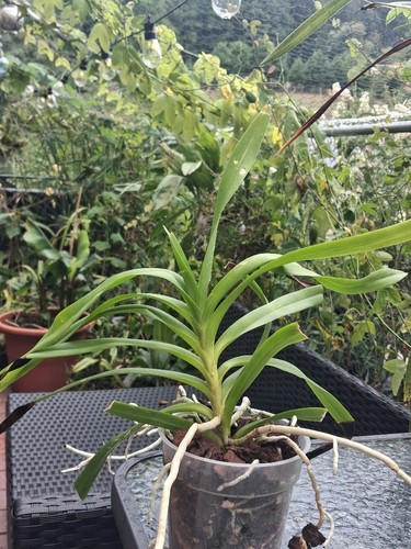 Orchidee vanda brunnea - brunnea,