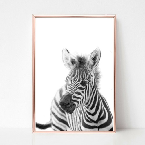 Baby zebra druck bild - baby,