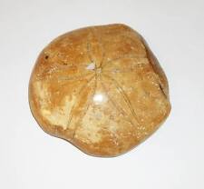 Seeigel Fossil Fossilien Igel