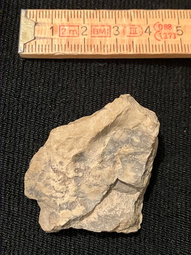 Fossilien abdruck - fossilien,