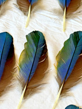 Lot Of 30 Macaw Naturally