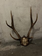vintage Hirschgeweih