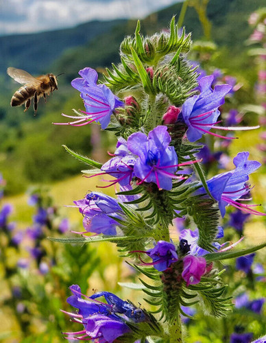 3000 samen natternkopf echium - 3000,