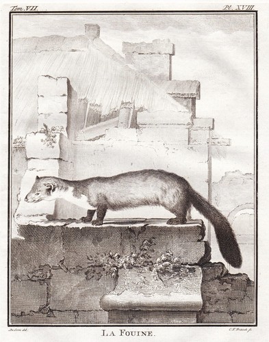 Marder steinmarder marten - marder,