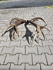 Kapitales ROTHIRSCHGEWEIH 24 ENDER