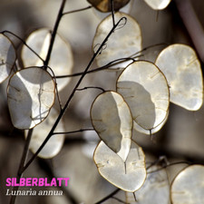 Silberblatt 100 bis 2000 Samen