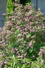 Deutzia 'Strawberry Fields', Maiblumenstrauch, rosa, 60–100 cm