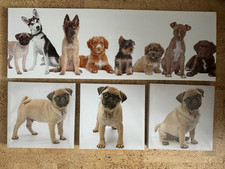4x Bild auf Leinwand Bilder Bild Hunde Hundewelpen Mops