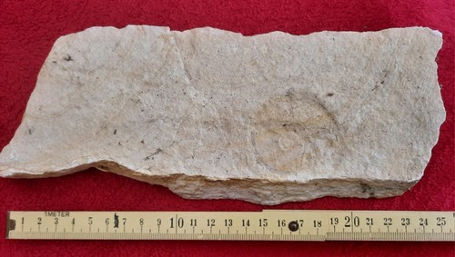 Fossilien steinplatte mit - fossilien,
