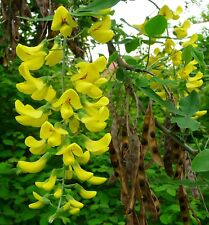 SAMEN Gelber GOLDREGEN wetterfeste dekorative gute  Pflanzensamen winterhart