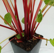 Rhabarber `Canada Red´, rotfleischig im 3L-Topf