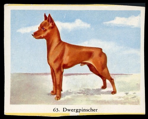 Miniatur pinscher spielzeug - miniatur,