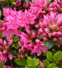 Rhododendron obtusum 'Kermesina'  60 - 80 cm Japanische Azalee Alpenrose rosa