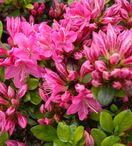 Rhododendron obtusum