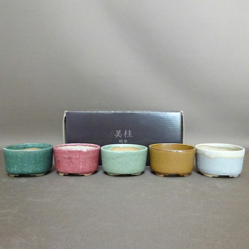 Miju mini bonsai - mini, 5