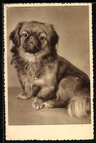 Pekinese portrait - pekinese,,