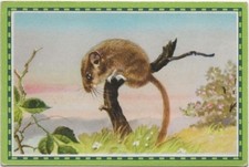 40/93 SAMMELBILD HASELMAUS