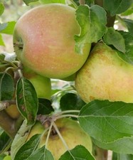 Apfelbaum `Finkenwerder Prinz, alte Apfelsorte, Buschbaum, 120-140cm im 10L Topf