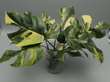 Monstera Minima Aurea